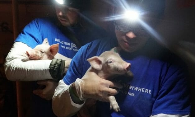 Utah Jury Unanimously Finds Rescuers NOT GUILTY For Saving Dying Piglets From Smithfield Farm