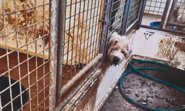 SIGN: Ban Puppy Mill Dog Sales at PA Pet Stores