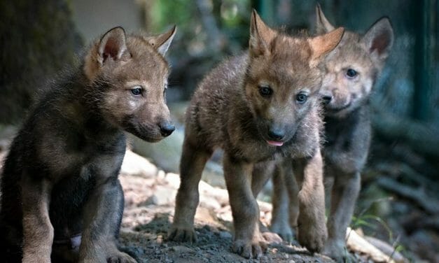 Gray Wolf Pups Spotted in Colorado for the First Time in Nearly 80 Years