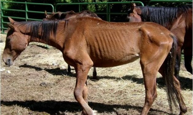SIGN: Justice for Horses Starved and Burned Alive by Owners