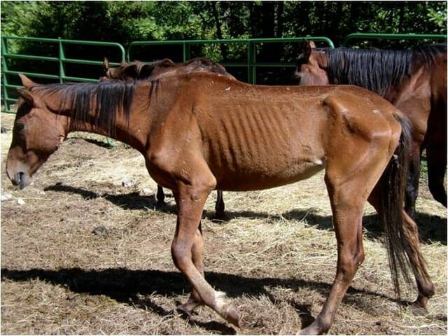 neglected horse with ribs showing