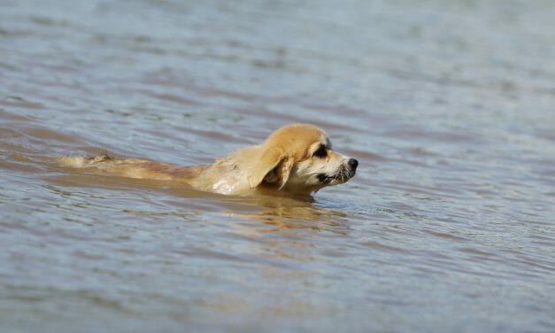 SIGN: Justice for Dog Tied to Cinder Block and Thrown in River