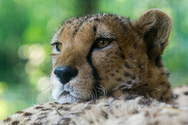 cheetah face up close