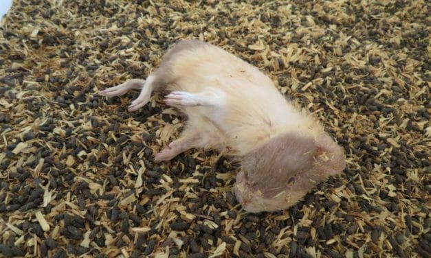 SIGN: Justice for Sick, Dying Guinea Pigs and Rabbits at USDA-Licensed Pennsylvania Breeders