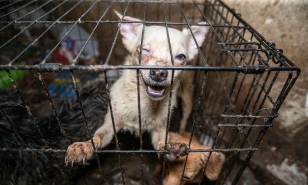 44 Dogs Rescued From Repeat Animal Abuser’s ‘House of Horrors’ In Tennessee