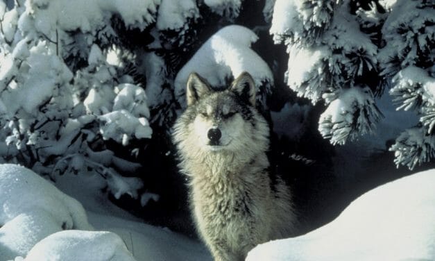 Will Gray Wolves Be Federally Protected Again? It Now Hinges on an Upcoming Ruling