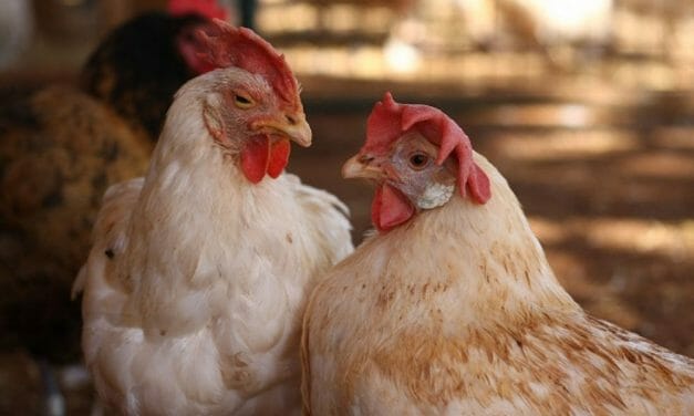 Nevada Goes Cage-Free for Egg-Laying Hens, Joining 8 Other States