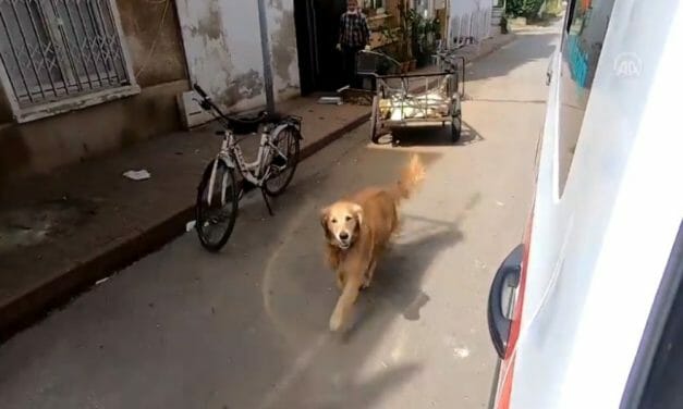 VIDEO: Loyal Dog Runs Behind Ambulance Taking Her Sick Owner to the Hospital
