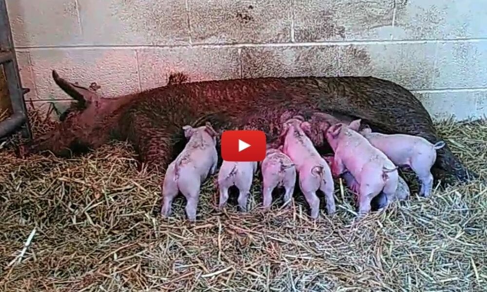 mother pig and pigles