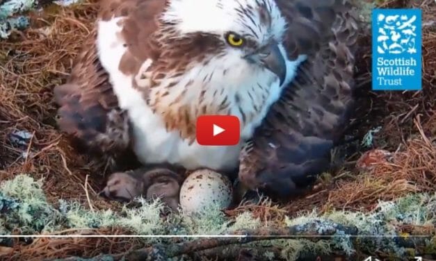 First Osprey Chick of the Season Breaks Out of Her Egg at Wildlife Reserve