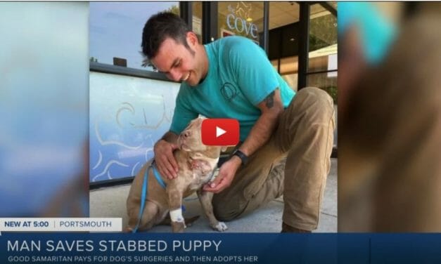 VIDEO: Puppy Stabbed 7 Times Rescued and Adopted By Former Police Officer