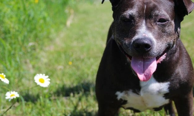 Beloved Dog in Danger of Death Row Sent to Sanctuary While Guardian Fights To Bring Her Back Home