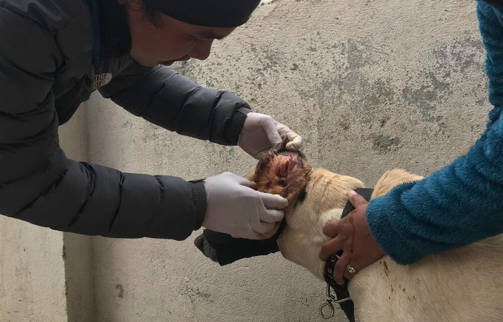 AWARDEE SPOTLIGHT: LFT Grant Will Fund Medical Clinic to Help 100+ Street Dogs in Nepal