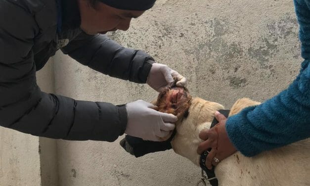 AWARDEE SPOTLIGHT: LFT Grant Will Fund Medical Clinic to Help 100+ Street Dogs in Nepal