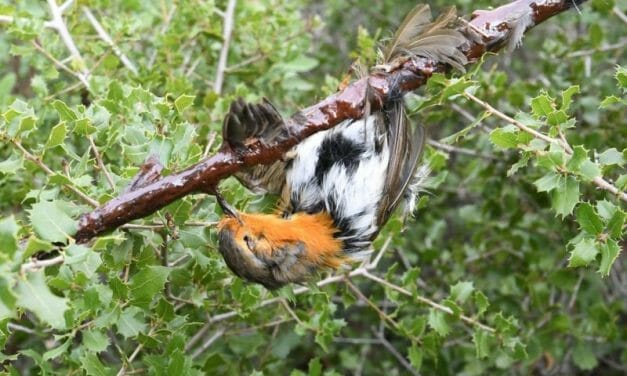 UPDATE: Hunting Birds With Cruel Glue Traps Is Now Illegal in France