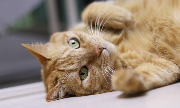 SIGN: Ban Cruel Cat Declawing For ‘Convenience’ in California