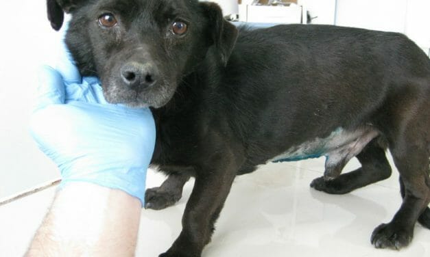 AWARDEE SPOTLIGHT: LFT Grant Helps Provide Vaccines, Medical Treatment, and Sterilizations to 100 Romanian Dogs