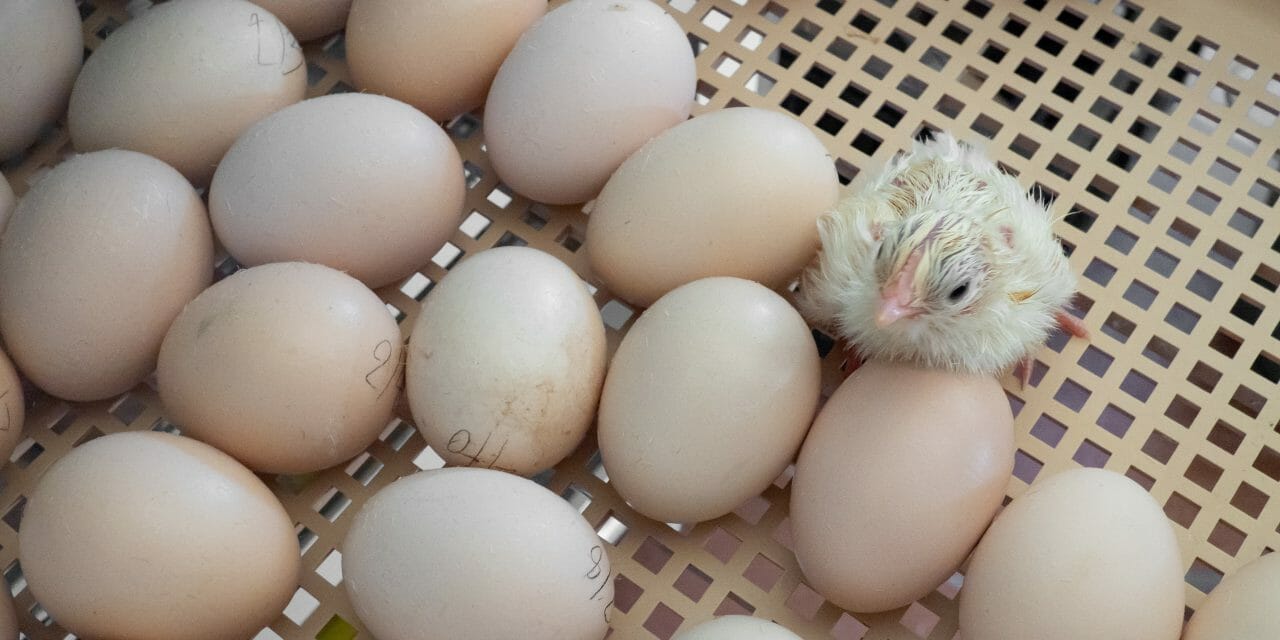 Chick in hatchery