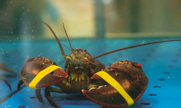 SIGN: Stop Lobsters From Being Boiled and Dismembered Alive in the UK