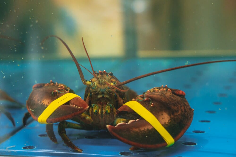 Lobster in restaurant tank
