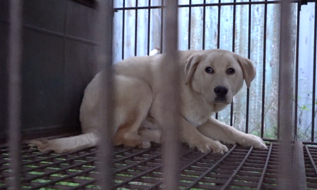 SIGN: Shut Down Cruel, Illegal Dog Meat Auction in Icheon, S. Korea