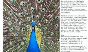 peacock shot craigslist