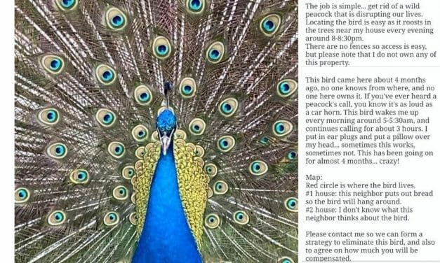 SIGN: Justice for Azul, Peacock Shot Dead After Craigslist Hit Job Ad