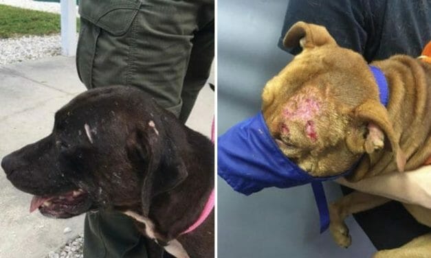 SIGN: Justice for Dogfighting Victims Found with Hundreds of Scars