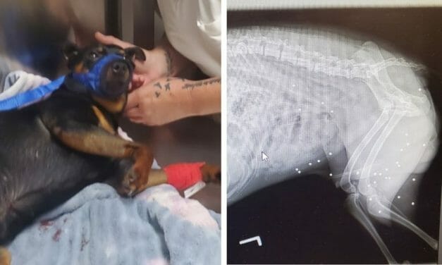 SIGN: Justice For 10-Pound Dog Shot More Than 30 Times