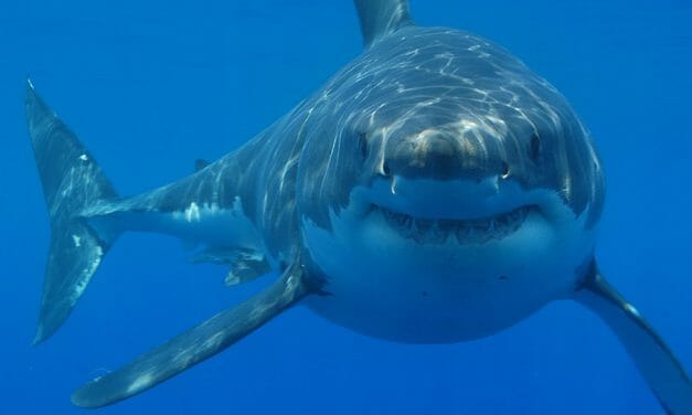 4 Fascinating Facts About Sharks and Why We Should Protect Them