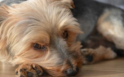 PETITION UPDATE: Vet Who Sexually Abused Dogs on Camera Faces Up to 87 Years in Prison