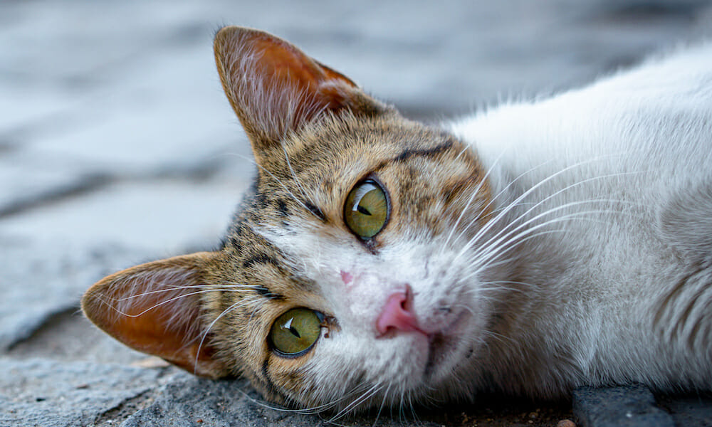 stray cat lying down on paving stones