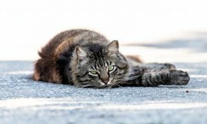 Stray tabby long hair fur cat with green eyes staring looking lying down on sidewalk street pavement in Sarasota, Florida resting relaxing