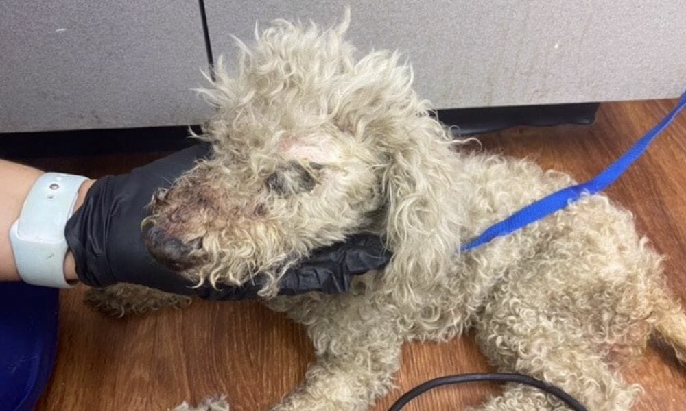 SIGN: Justice for Poodle Found Hog-Tied with Mouth Taped Shut, Stuffed in Plastic Bag