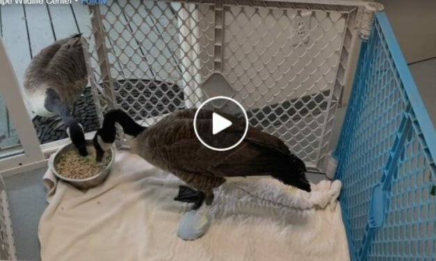 VIDEO: Goose Who Stuck by Injured Mate’s Side Shares a Meal With Him After Successful Surgery