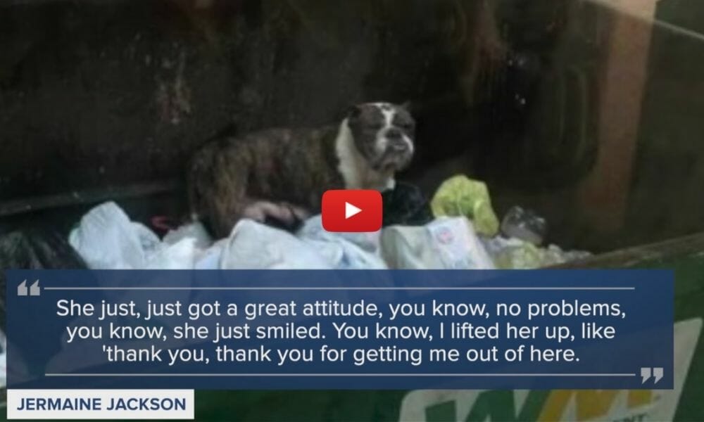 dog in dumpster
