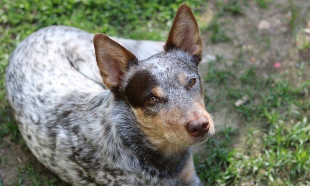 cattle dog