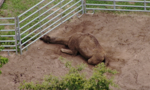 Conditions For Animals Left Behind at Infamous ‘Tiger King’ Park Revealed in Drone Investigation