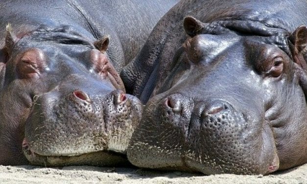 SIGN: Ban Ivory Sales From Poached Hippos, Walruses and Whales