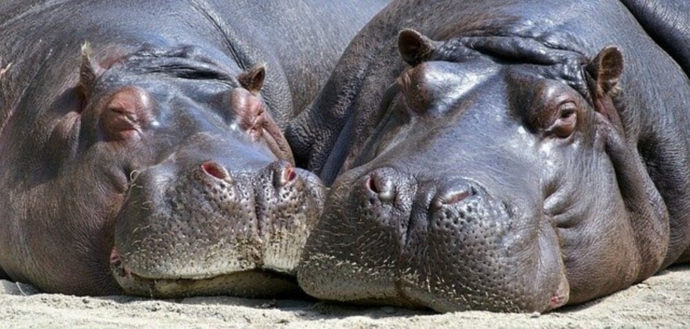 SIGN: Ban Ivory Sales From Poached Hippos, Walruses and Whales