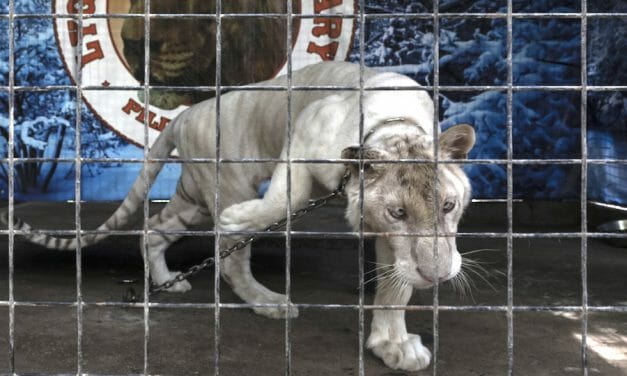 SIGN: Justice for Sick and Starving Animals Exploited for ‘Selfies’ at Horrific Philippines Zoos