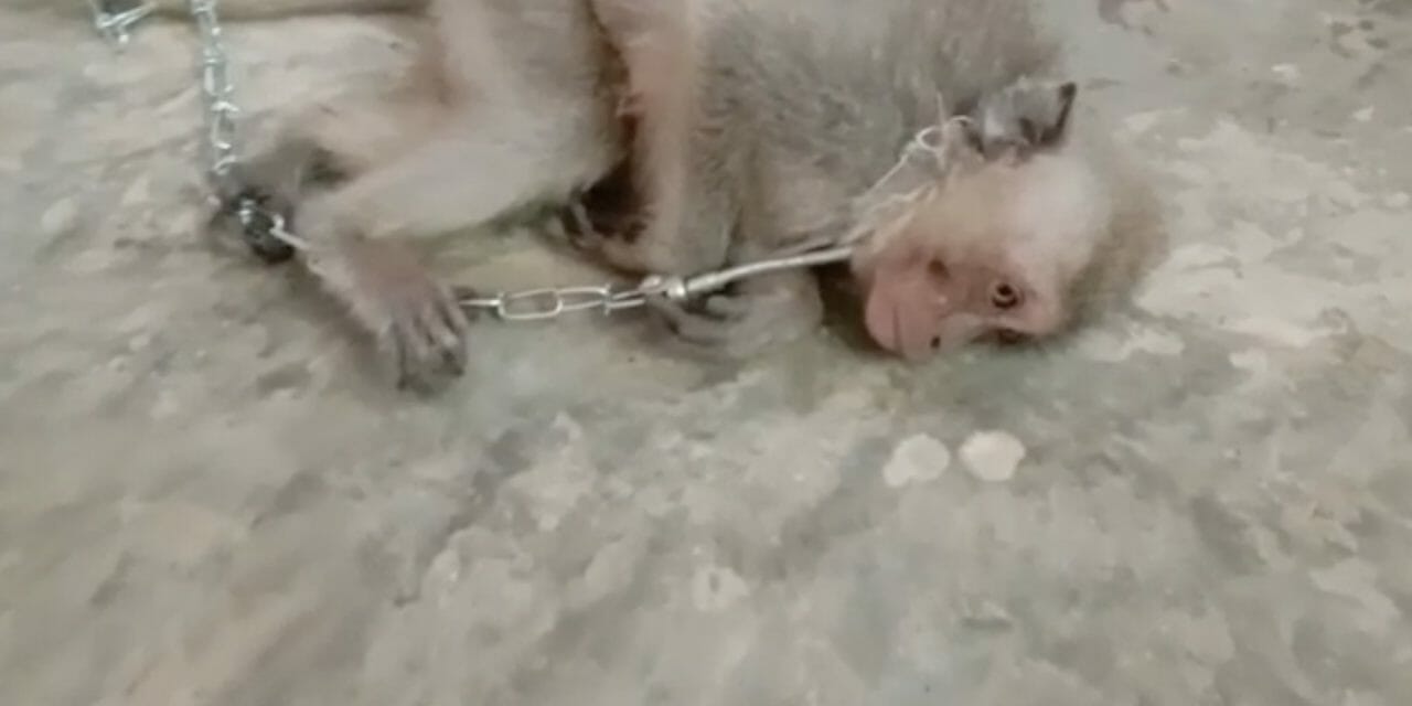 YouTube ‘Monkey Haters’ Form Private Group Where Members Are Paying to Have Baby Monkeys Tortured and Killed on Camera