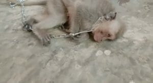 YouTube ‘Monkey Haters’ Form Private Group Where Members Are Paying to Have Baby Monkeys Tortured and Killed on Camera