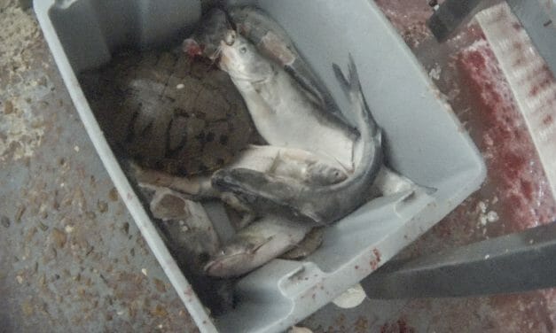 Fish and Turtles Ground Up Alive at Slaughterhouse Supplying Kroger and Cracker Barrel, Undercover Investigation Reveals
