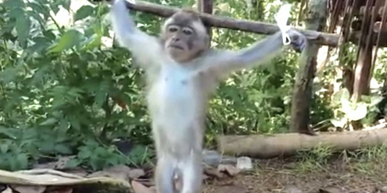 Monkey tied up video screenshot