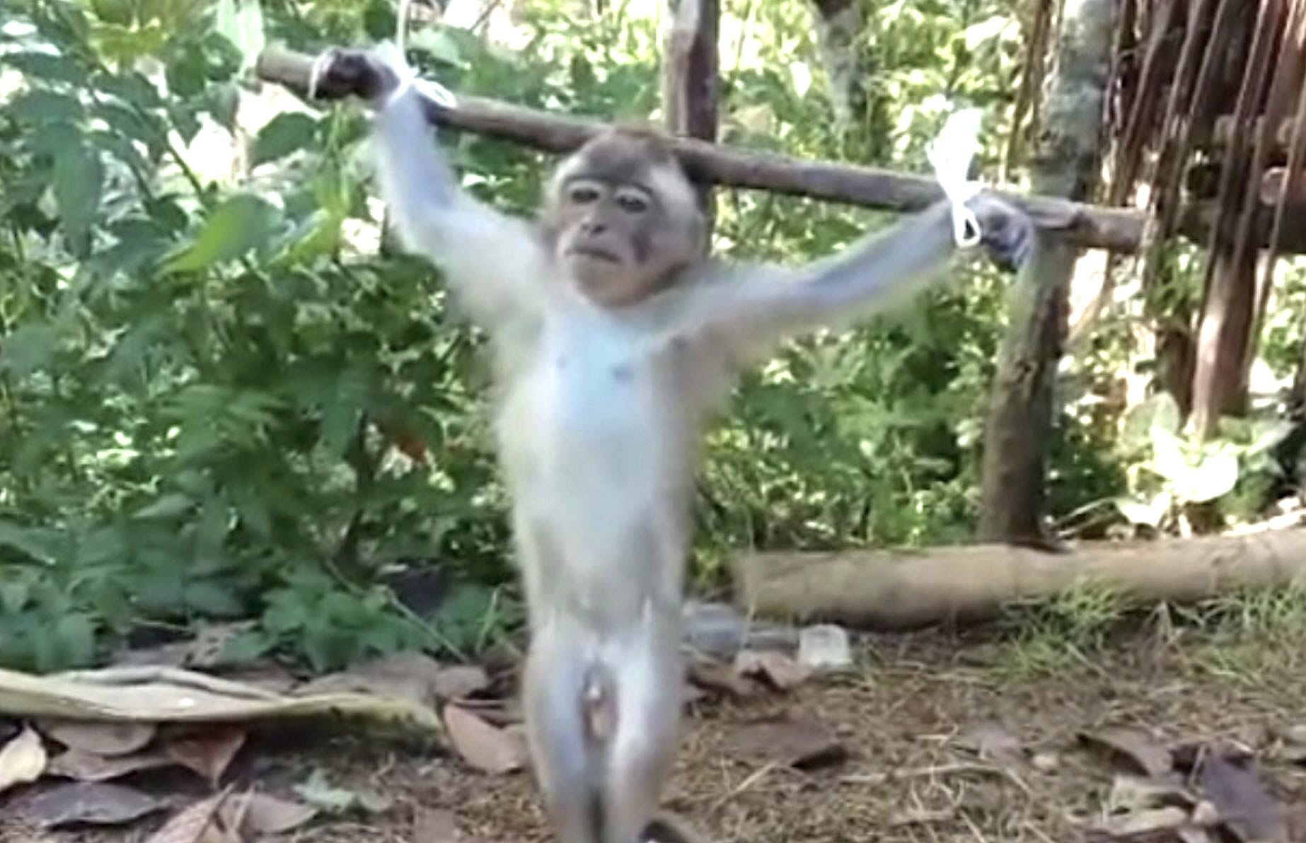 Monkey tied up video screenshot