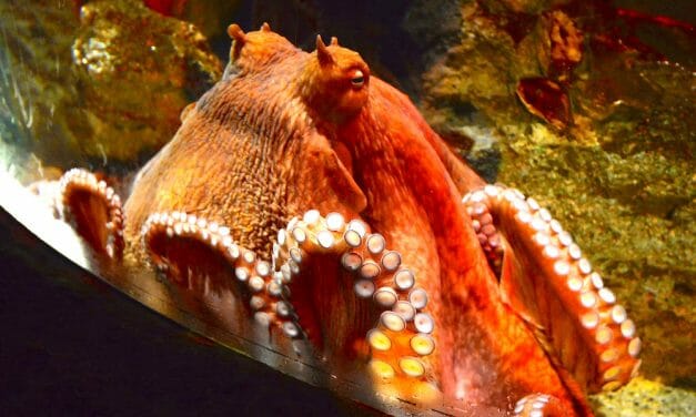 SIGN: Stop Stealing Wild Octopuses for Aquarium Imprisonment