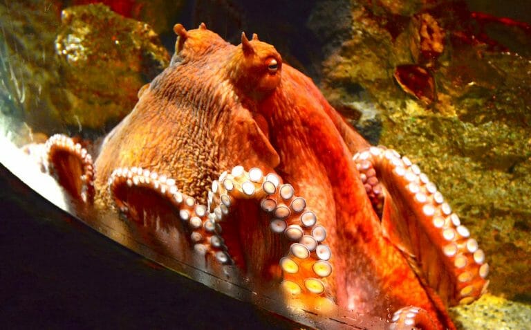 PETITION: Stop Stealing Wild Octopuses for Aquarium Imprisonment