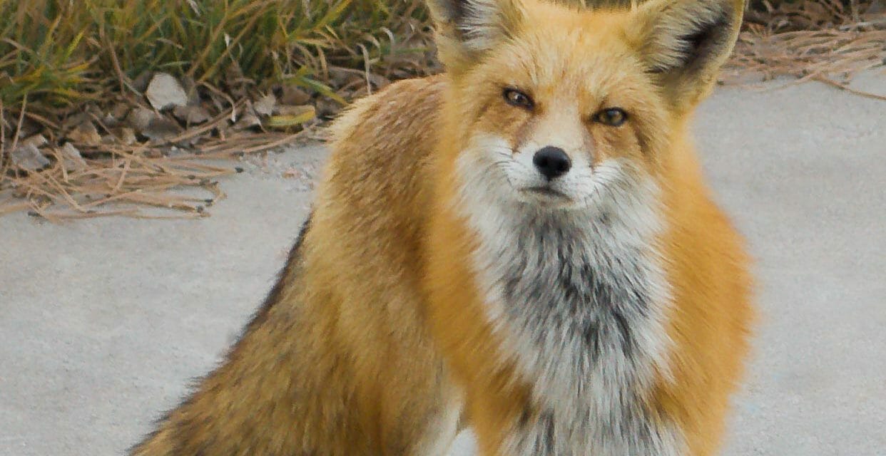 Sierra Nevada Red Fox Protected As Endangered Species After U.S. Wildlife Declaration