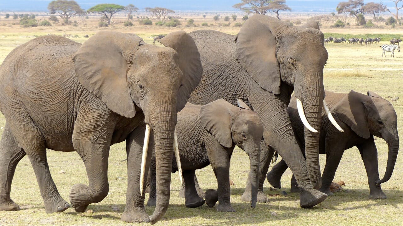 Kenyan elephants